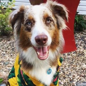 Meet your Posher, Bowie